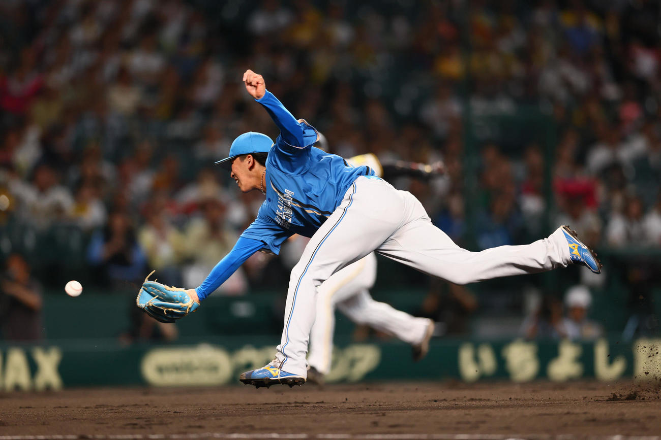 阪神対日本ハム　5回裏阪神無死一、三塁、梅野のスクイズでホームへグラブトスする細野（撮影・上山淳一）