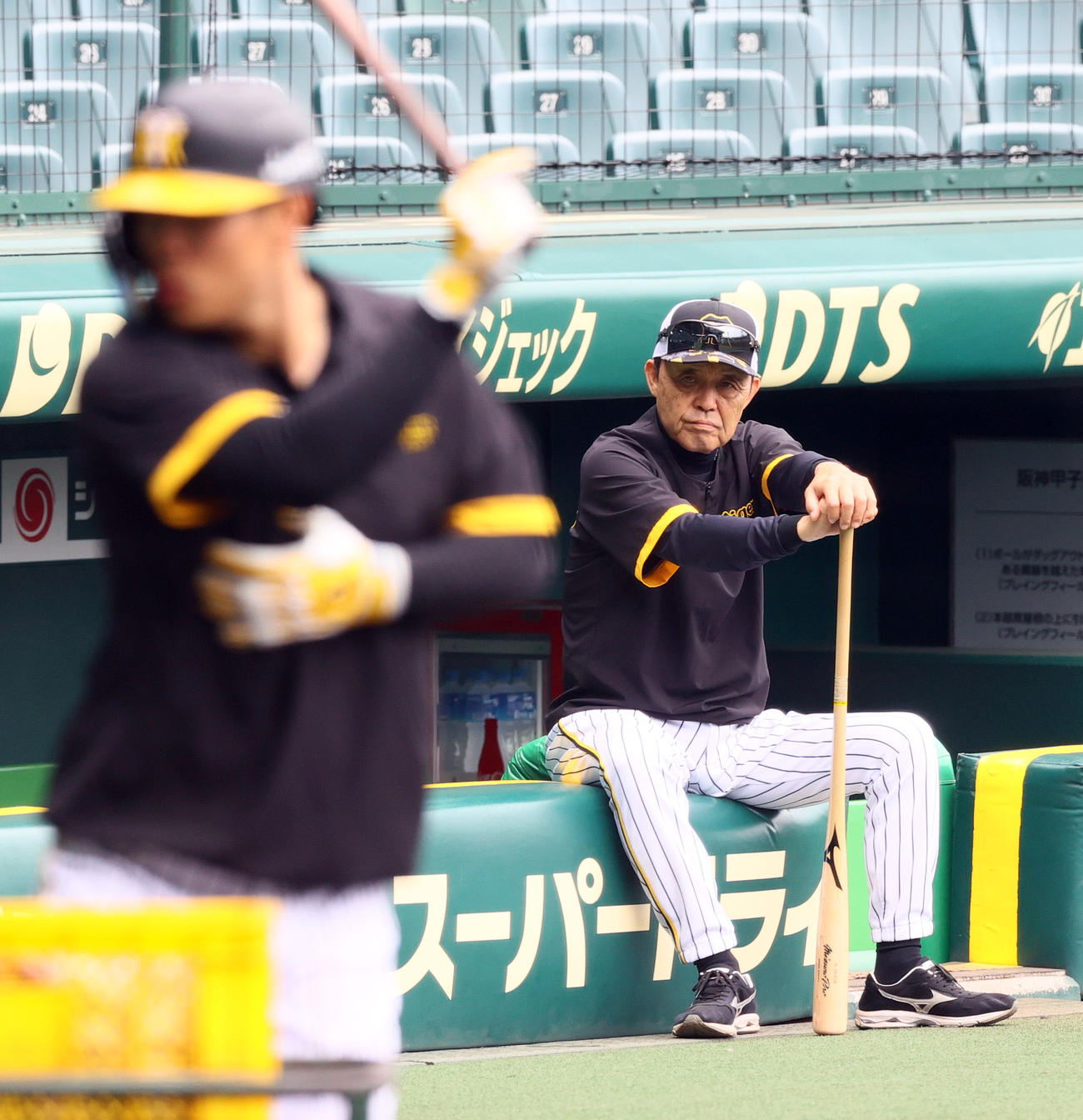 トス打撃する佐藤輝（手前）を見つめる阪神岡田監督（撮影・上山淳一）