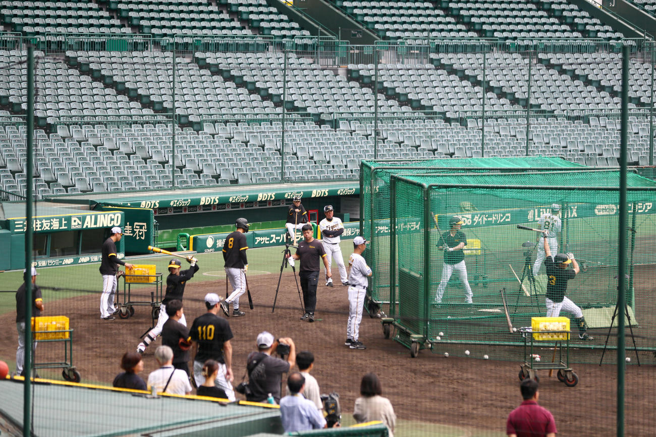 甲子園球場で打撃練習に励む、大山（左手前）ら。三塁ベンチ前は岡田監督（撮影・上山淳一）（撮影・上山淳一）