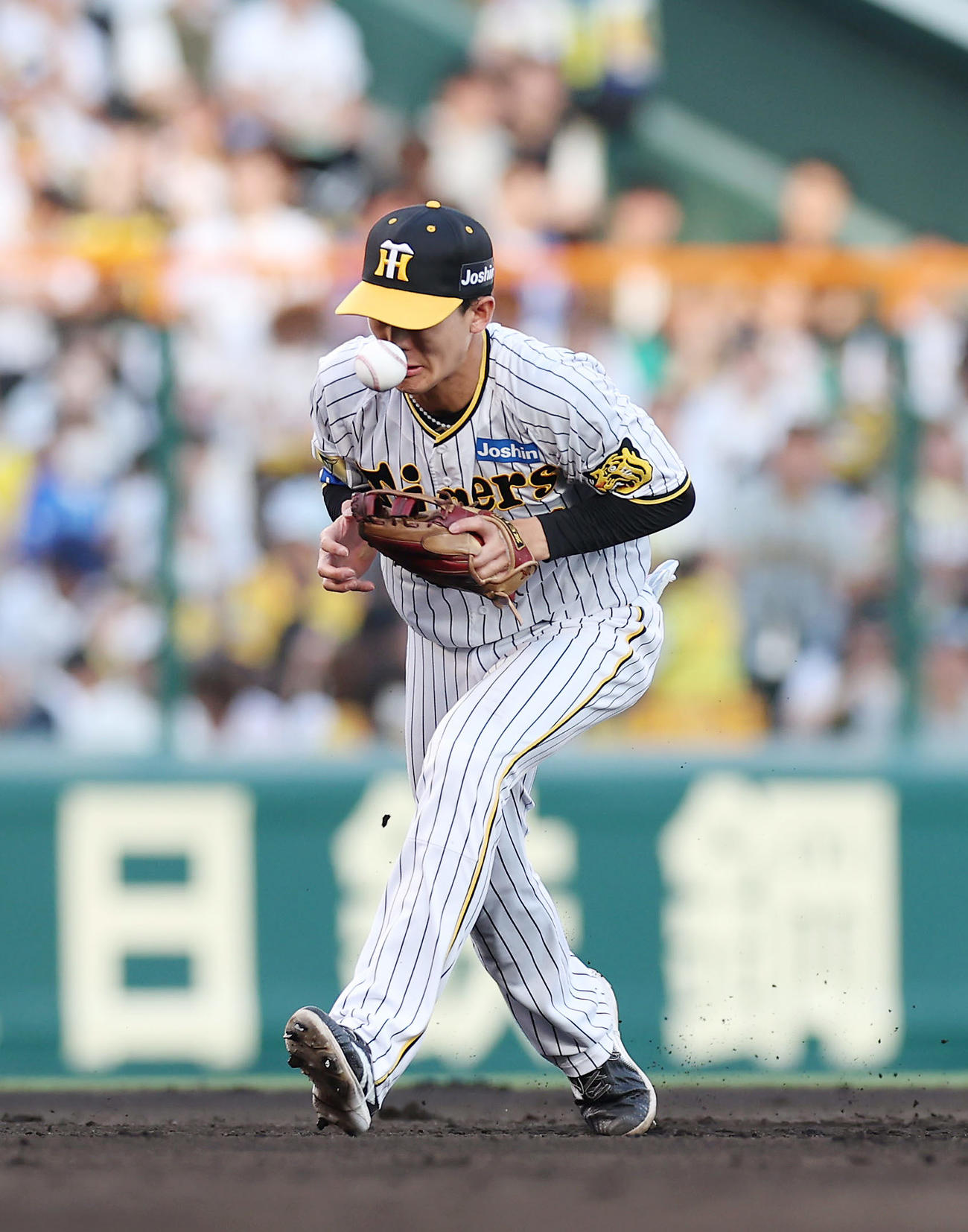 阪神対DeNA 3回表DeNA1死、森敬の遊ゴロをファンブルする小幡（撮影・前田充）