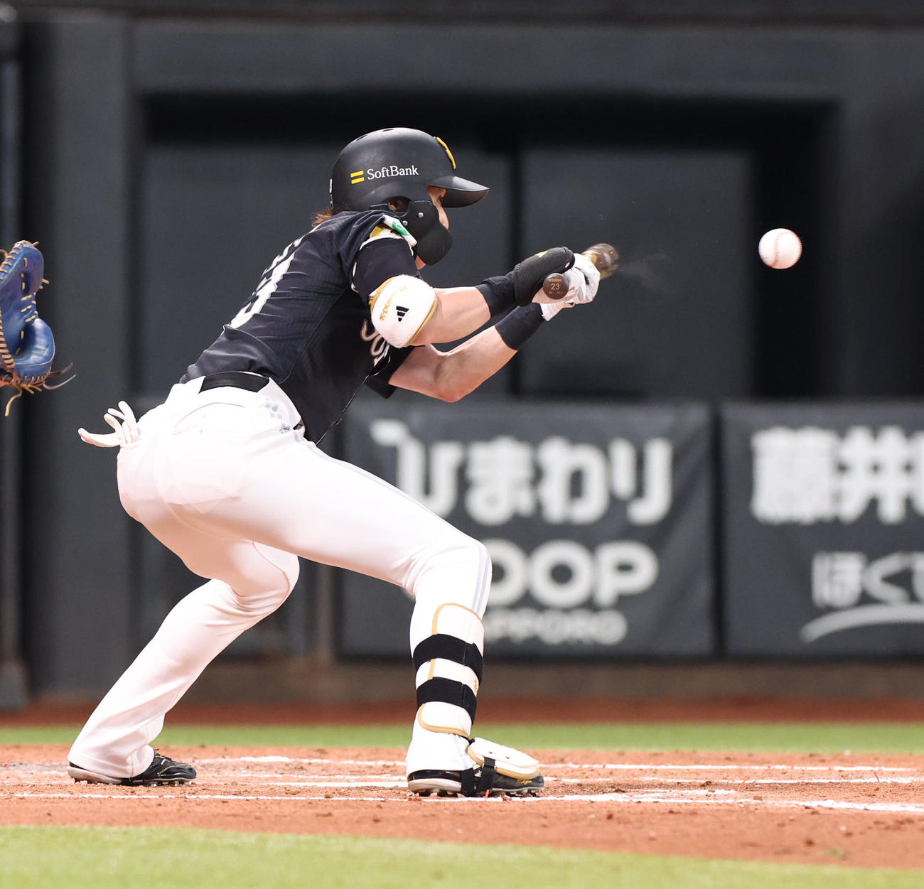 日本ハム対ソフトバンク　3回表ソフトバンク無死一、二塁、周東は犠打を決める（撮影・佐藤翔太）
