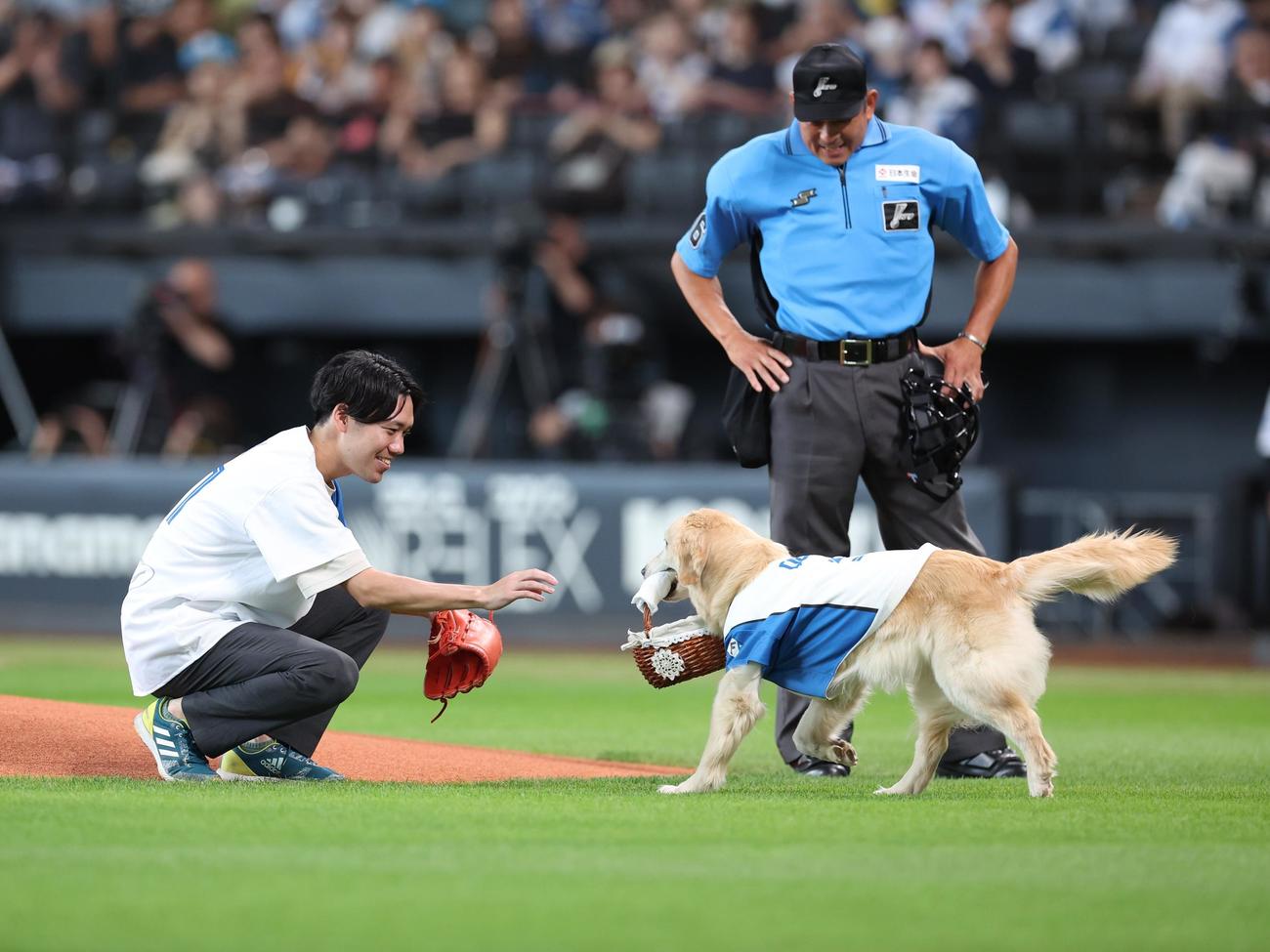 日本ハム対ソフトバンク　始球式の球をマウンドに届ける犬（撮影・黒川智章）