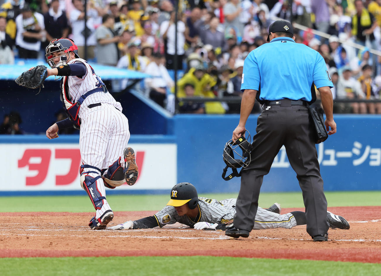 ヤクルト対阪神　9回表阪神2死一塁、佐藤輝の左二塁打で本塁を狙った代走植田（右）はアウトとなる。捕手松本直（撮影・足立雅史）