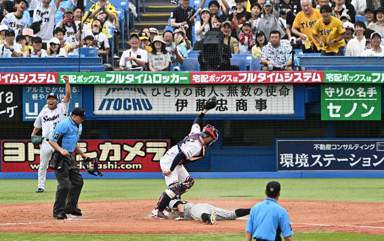 ヤクルト対阪神　9回表阪神2死一塁、代走植田（右）は佐藤輝の二塁打から生還を狙うもアウトになる。捕手松本直。左は田口（撮影・滝沢徹郎）　