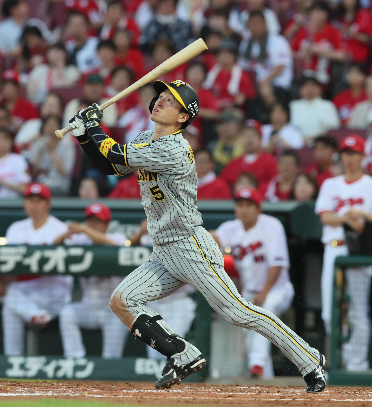 広島対阪神　5回表阪神2死二塁、近本は内野安打を放つ（撮影・加藤哉）