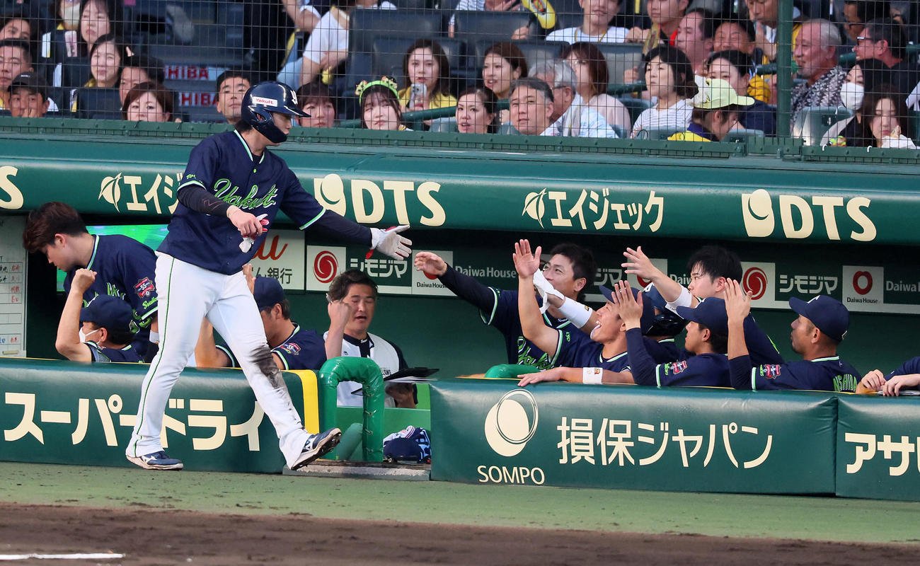 阪神対ヤクルト　4回表ヤクルト2死三塁、三塁走者長岡は宮本の右適時打で生還しベンチのナインとタッチする（撮影・加藤哉）