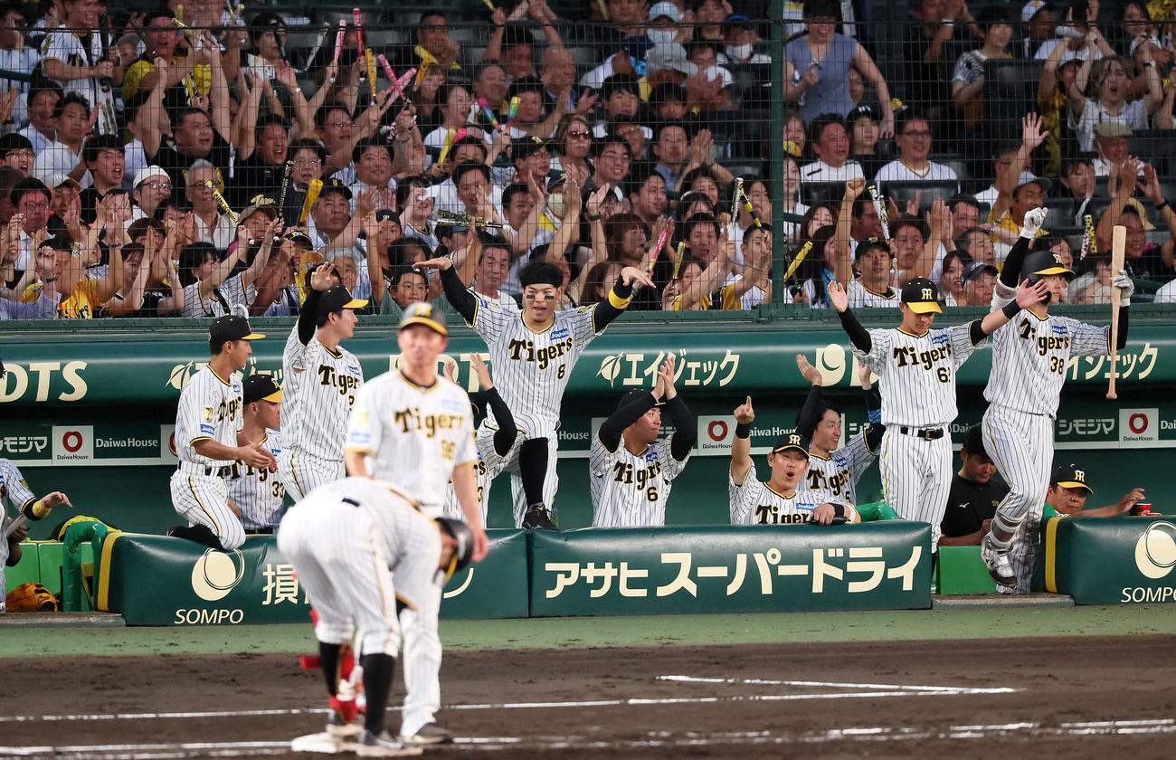 阪神対ヤクルト　4回裏阪神2死二塁、野口の適時打に盛り上がるベンチの阪神ナイン（撮影・加藤哉）