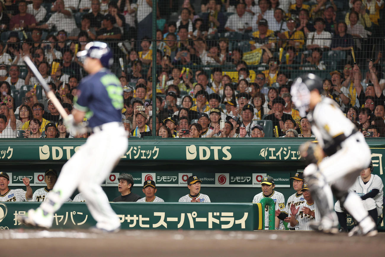 阪神対ヤクルト　9回表ヤクルト2死、村上（手前左）を空振り三振に仕留めヤクルトに勝利し、ベンチで声をあげる岡田監督（右から3人目）ら（撮影・前田充）