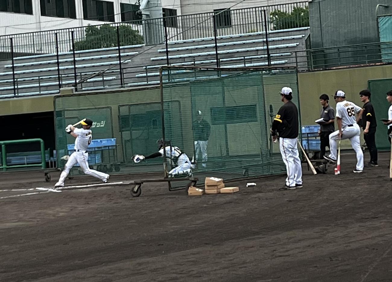 鳴尾浜でシート打撃に臨む阪神木浪（左）を見守るスタッフら（撮影・中野椋）