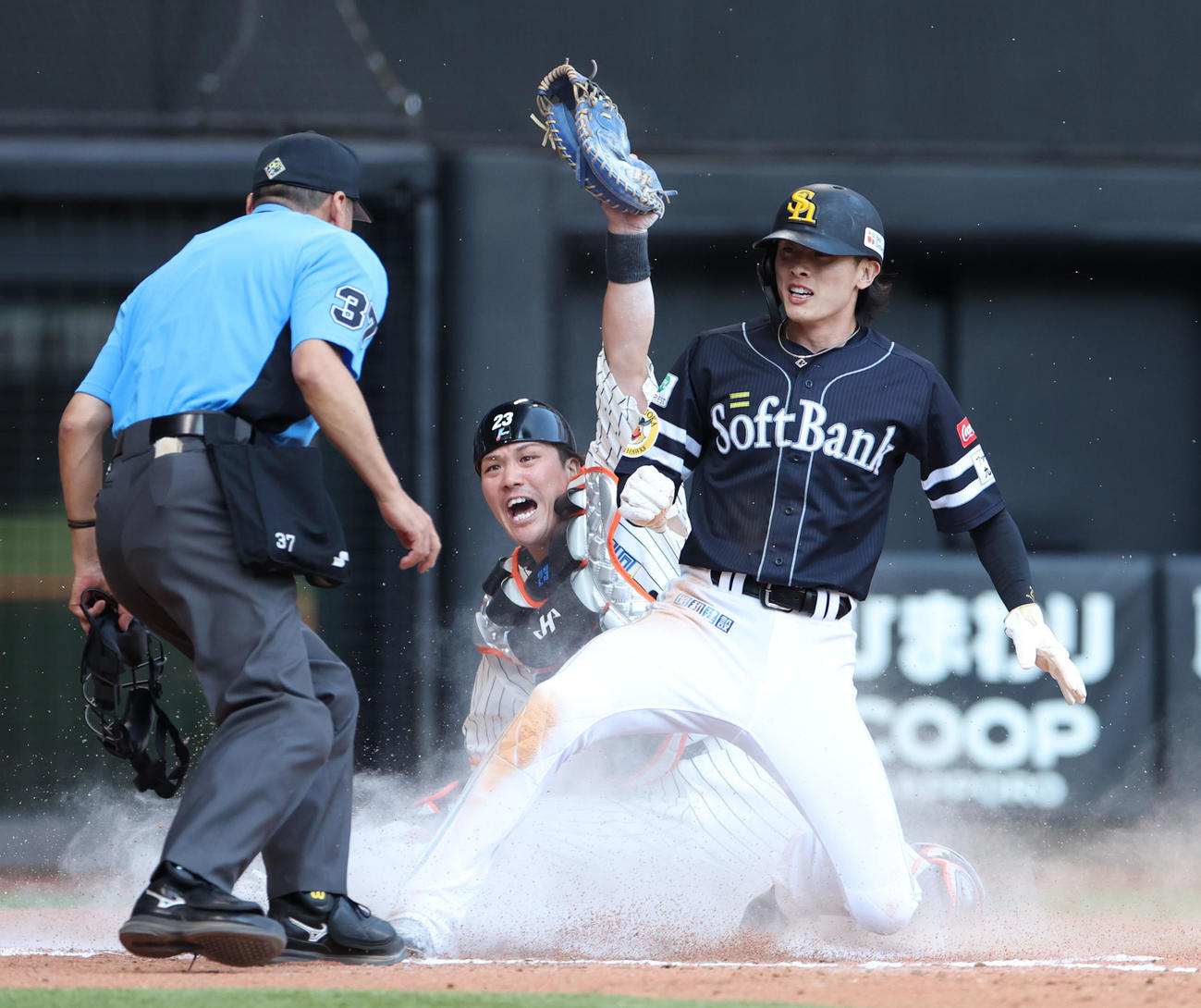 日本ハム対ソフトバンク　7回表ソフトバンク2死二塁、甲斐の右前打で生還を試みる二塁走者の周東を本塁で補殺する万波。捕手伏見（撮影・佐藤翔太）