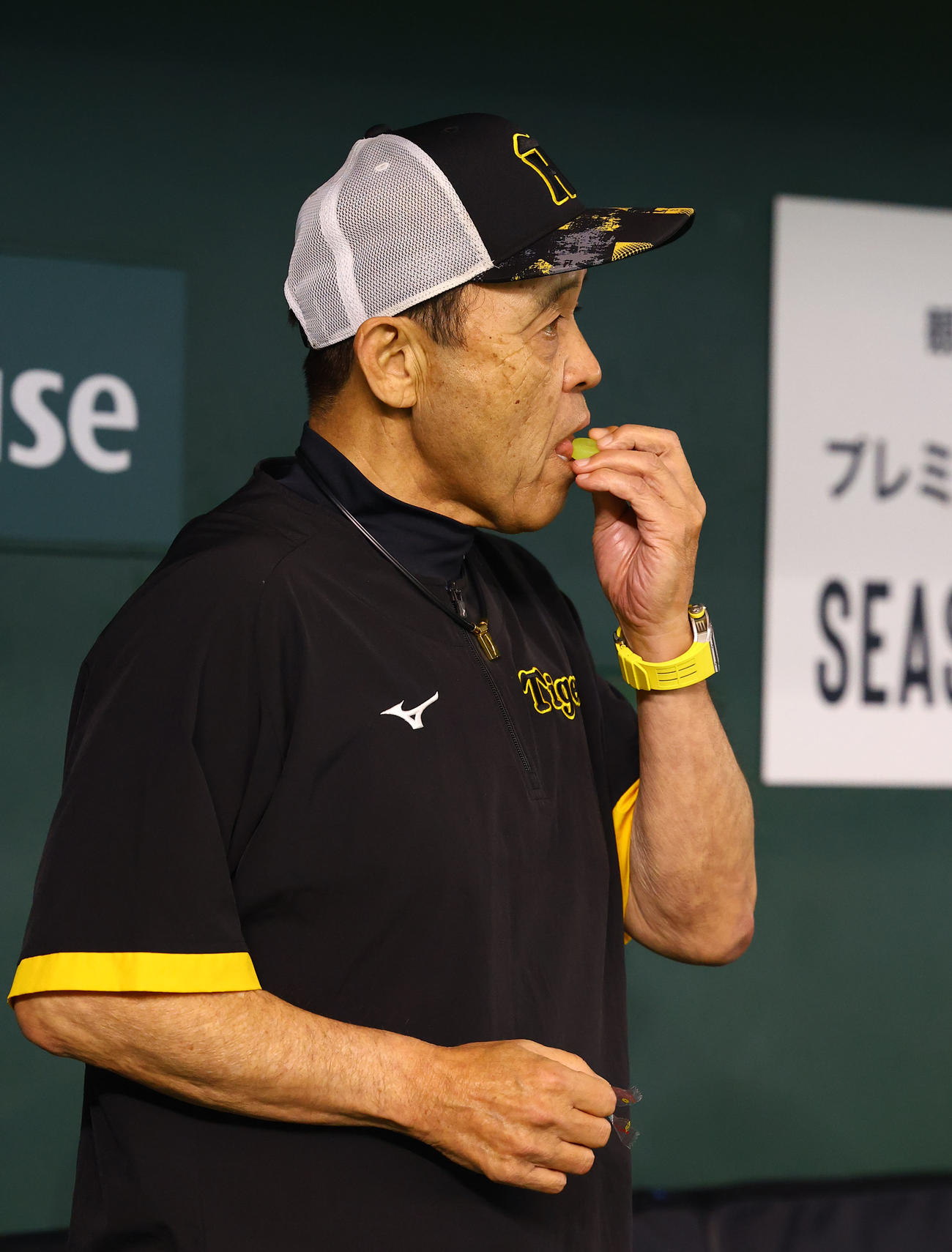 巨人対阪神　パインアメを食べる阪神岡田監督（撮影・藤尾明華）
