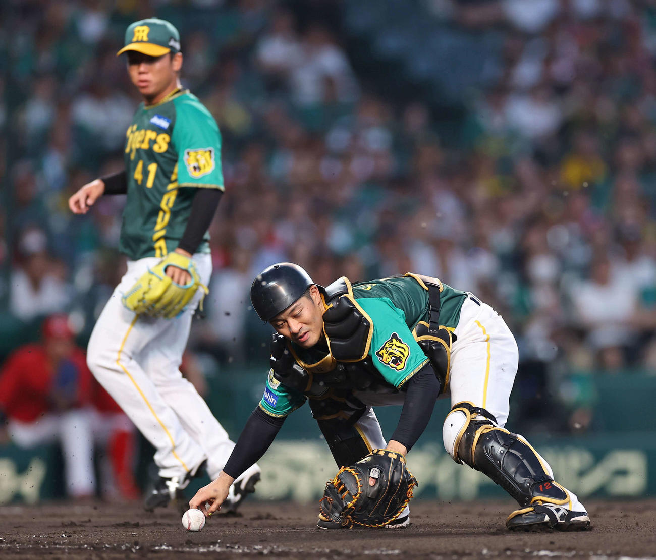 阪神対広島　4回表広島無死一、二塁、坂本は菊池の送りバントをつかみ損ねる失策（撮影・上田博志）