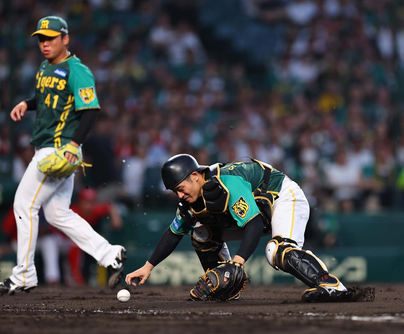 阪神対広島　4回表広島無死一、二塁、坂本は菊池の送りバントをつかみ損ねる（撮影・上田博志）