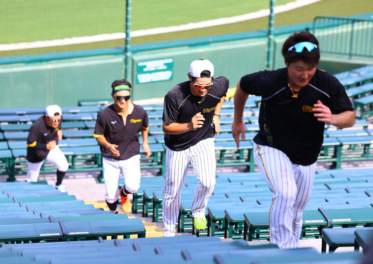 トレーニングで階段ダッシュする（手前から）阪神渡辺諒、木浪、熊谷、糸原（撮影・藤尾明華）