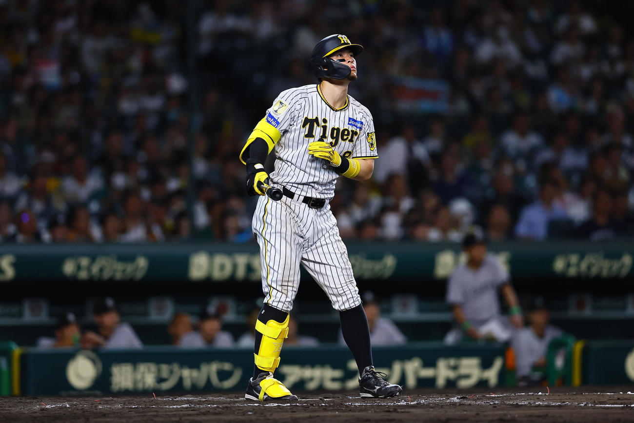 阪神対巨人　8回裏阪神1死、佐藤輝は右越え本塁打を放つ（撮影・藤尾明華）