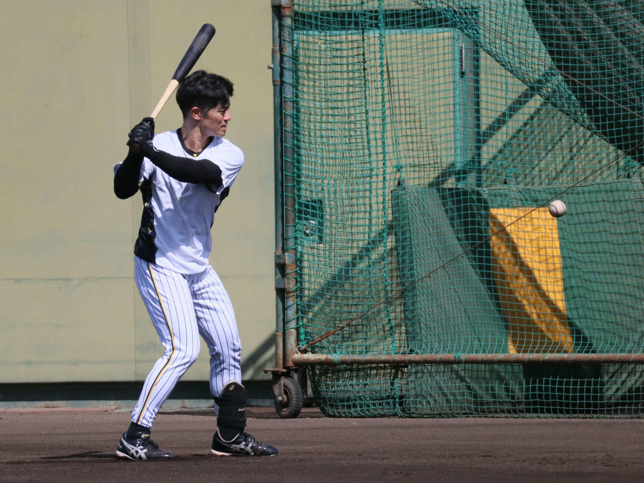 鳴尾浜球場でティー打撃を行う阪神坂本（撮影・村松万里子）