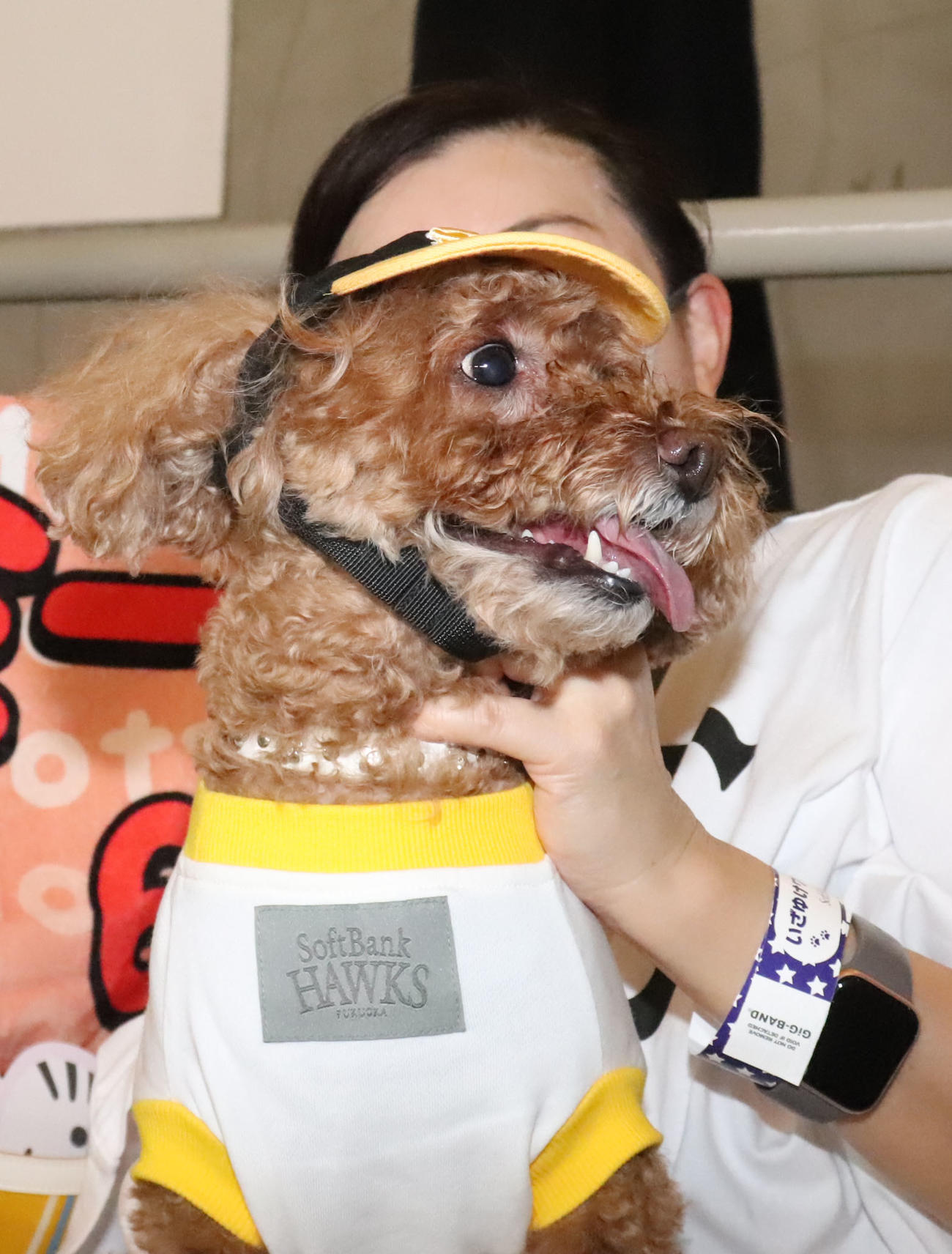いざゆけワンワンデー！！愛犬とともに野球を楽しんだソフトバンクファン（撮影・鬼束羽瑠菜）