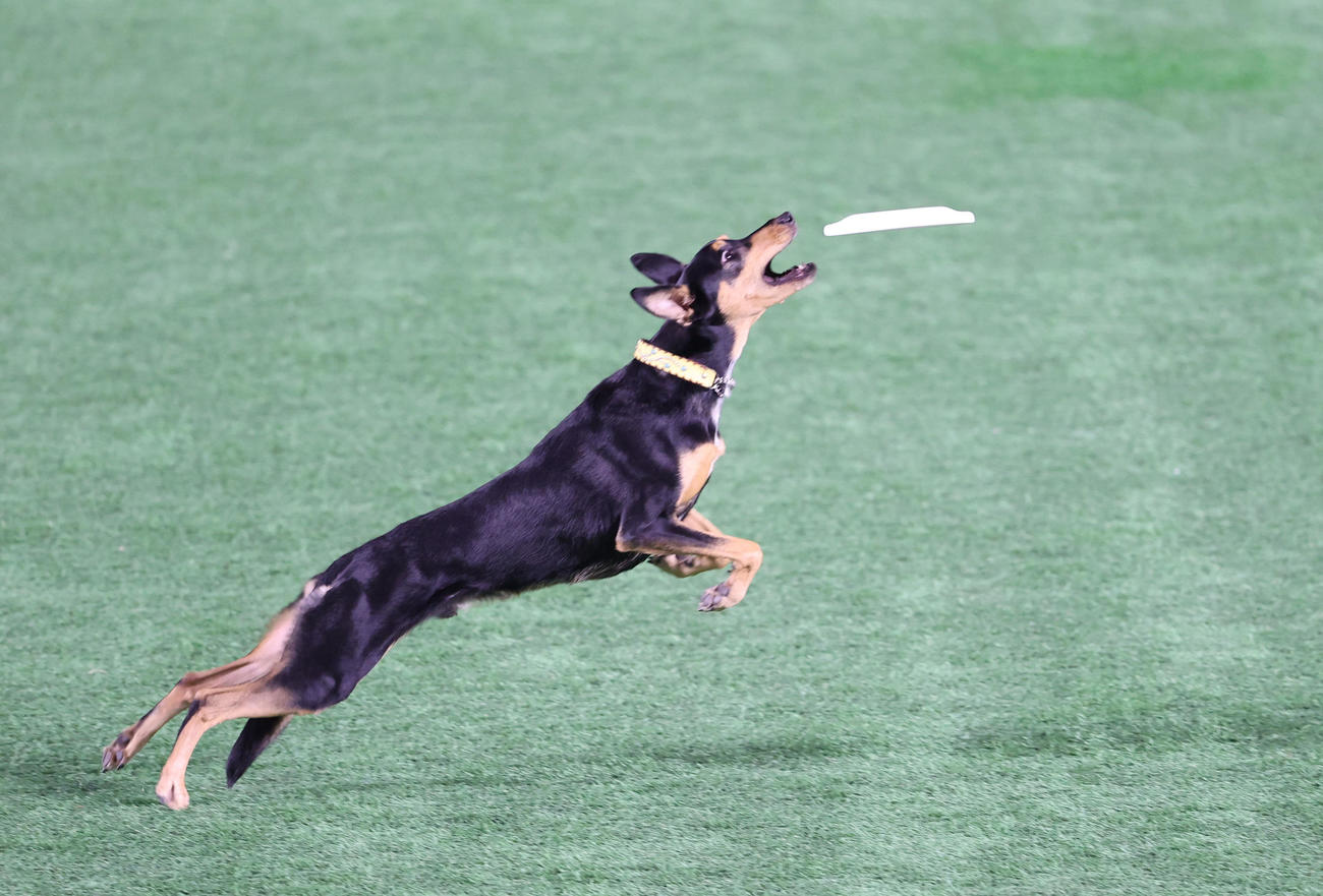 いざゆけワンワンデー！！フリスビーをキャッチする犬（撮影・梅根麻紀）