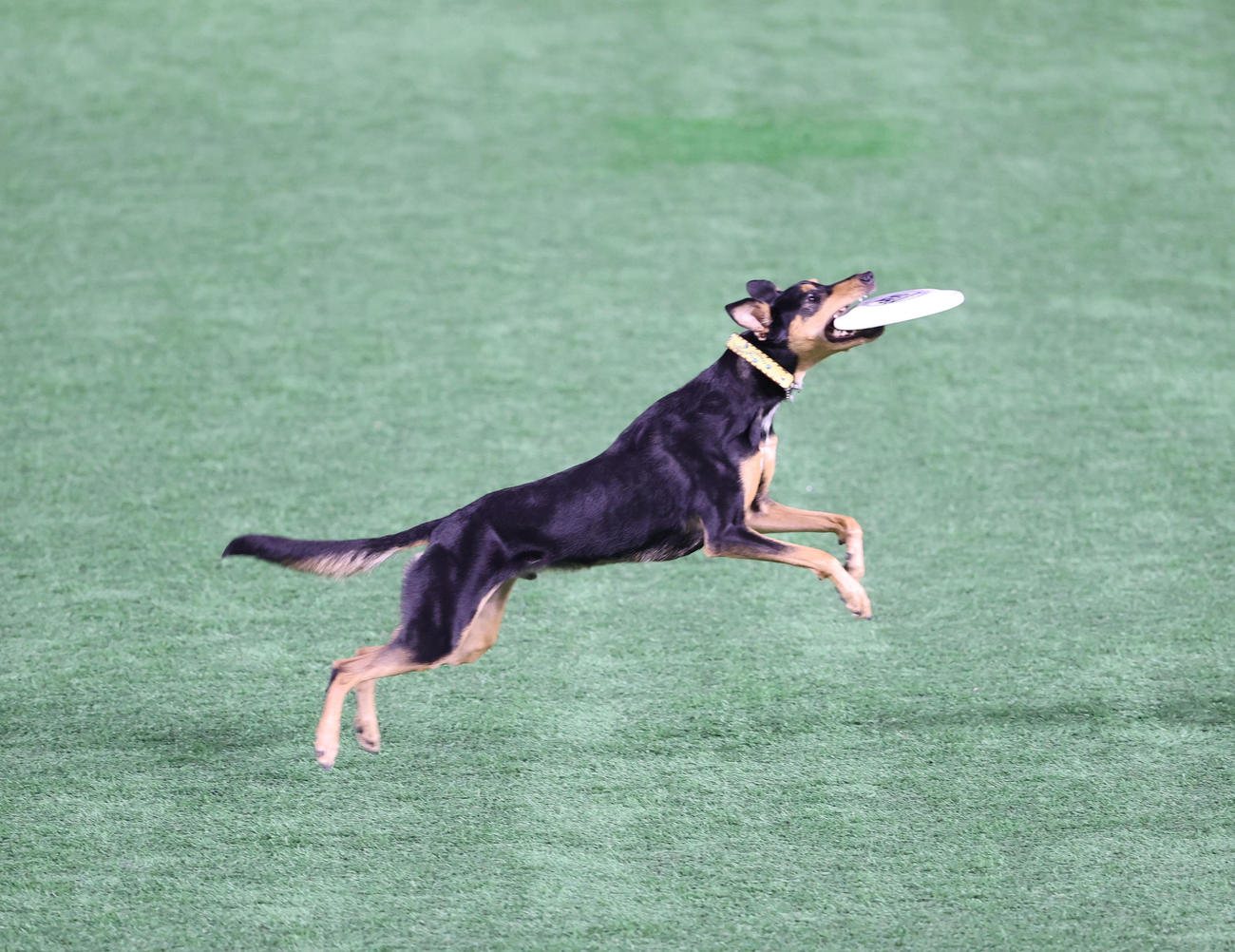 いざゆけワンワンデー！！フリスビーをキャッチする犬（撮影・梅根麻紀）