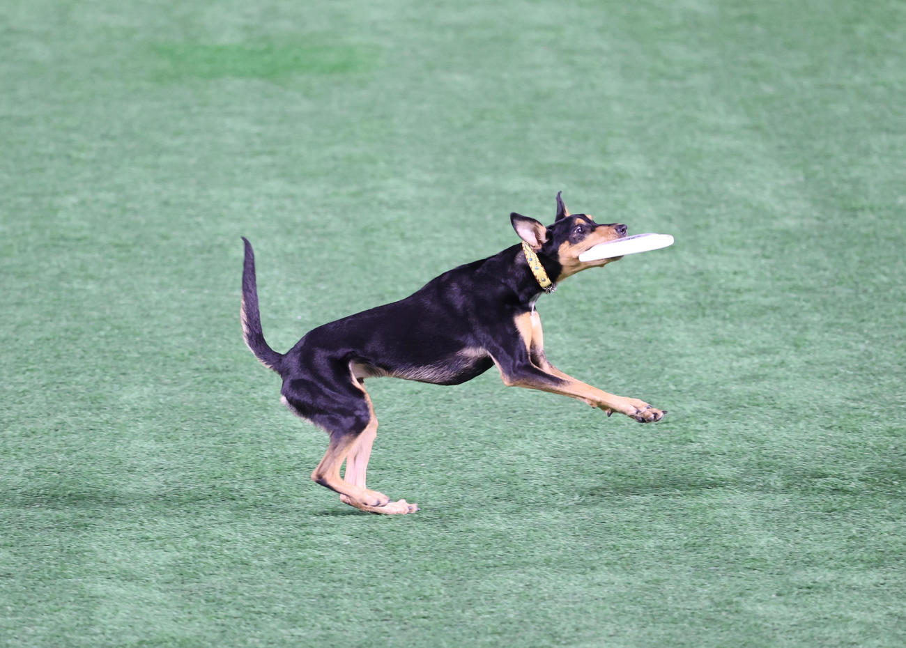 いざゆけワンワンデー！！フリスビーをキャッチする犬（撮影・梅根麻紀）