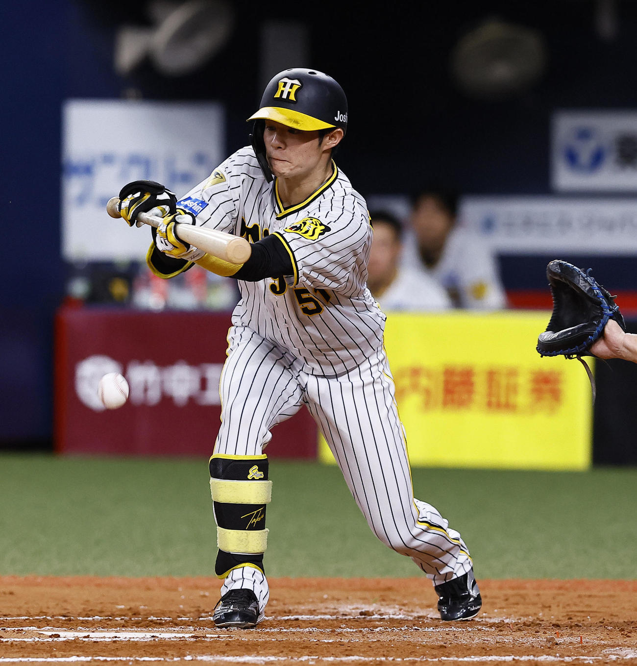 阪神対ヤクルト　7回裏阪神無死一塁、中野は投前犠打を決める（撮影・藤尾明華）