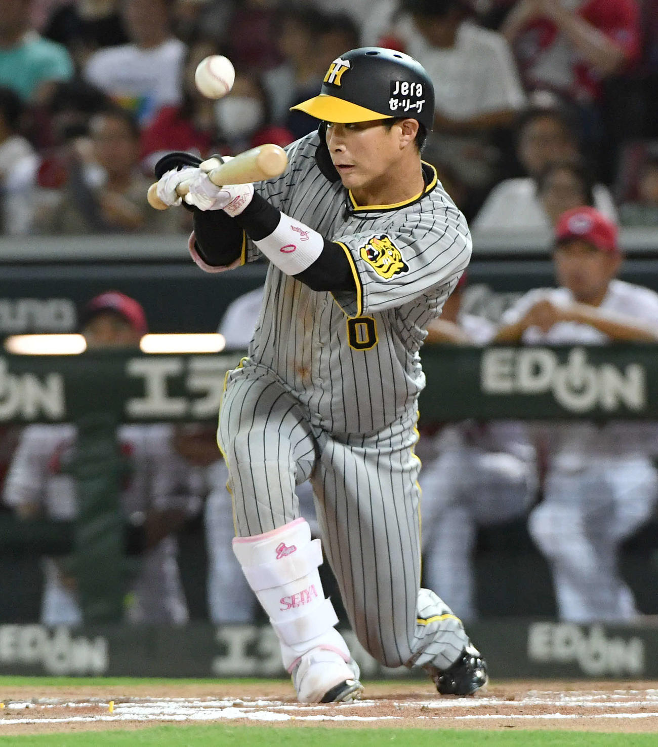 広島対阪神　7回表阪神無死一、二塁、スリーバントを試みるも打ち上げてしまい、三振に倒れた木浪（撮影・岩下翔太）
