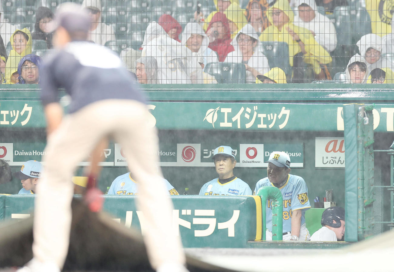 阪神対巨人　7回を終え降雨で試合が中断となり、ベンチで厳しい表情を見せる阪神岡田監督（右）ら。手前はグラウンドにシートを敷く阪神園芸の職員（撮影・前田充）