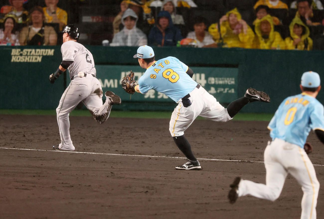 阪神対巨人　7回表巨人無死一、三塁、佐藤輝は小林の三塁線セーフティースクイズを梅野へトスするがセーフとなる。三塁走者は吉川（撮影・加藤哉）
