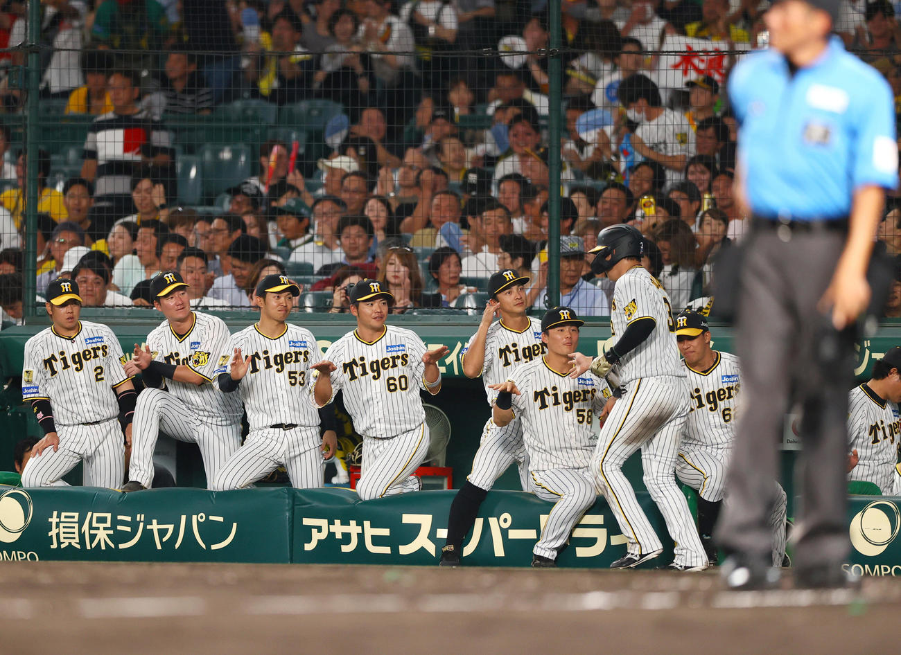 阪神対中日　5回裏阪神1死満塁、木浪の左前適時打で生還の大山（手前）を出迎える阪神の選手ら（撮影・上山淳一）