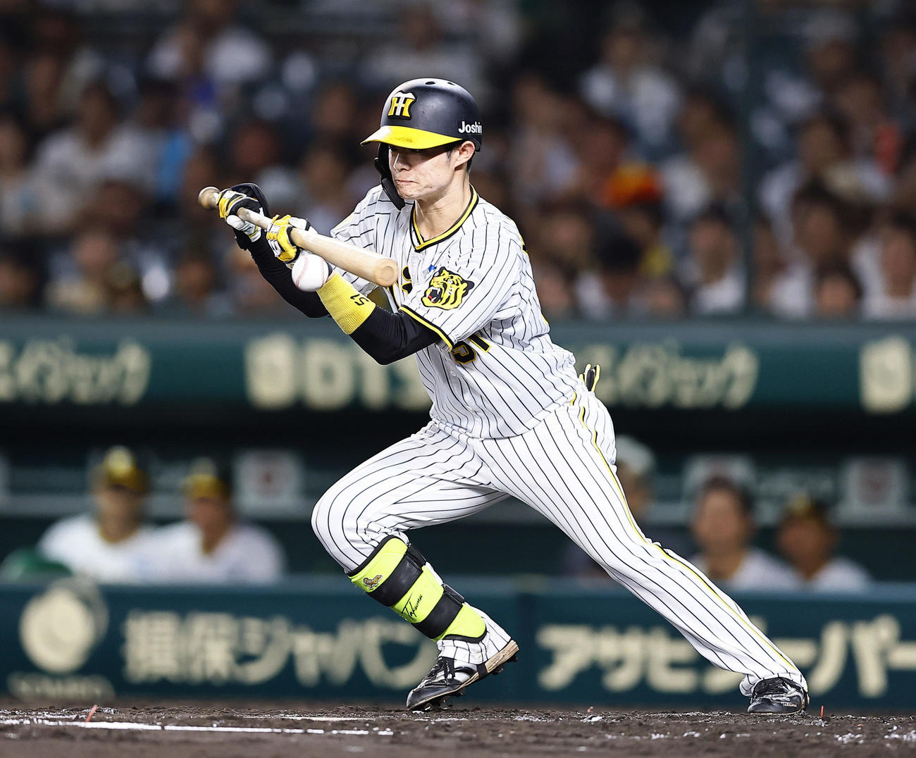 阪神対中日　3回裏阪神1死一塁、投前セーフティーバントを決める中野（撮影・藤尾明華）