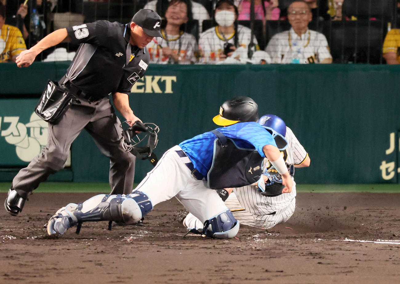 阪神対DeNA 4回裏阪神1死一、三塁、三塁走者井上は青柳の投前スクイズバントで本塁へ生還し同点となる。捕手山本（撮影・加藤哉）