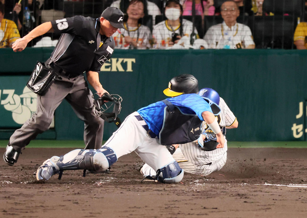 阪神対DeNA 4回裏阪神1死一、三塁、三塁走者井上は青柳の投前スクイズバントで本塁へ生還し同点となる。捕手山本（撮影・加藤哉）