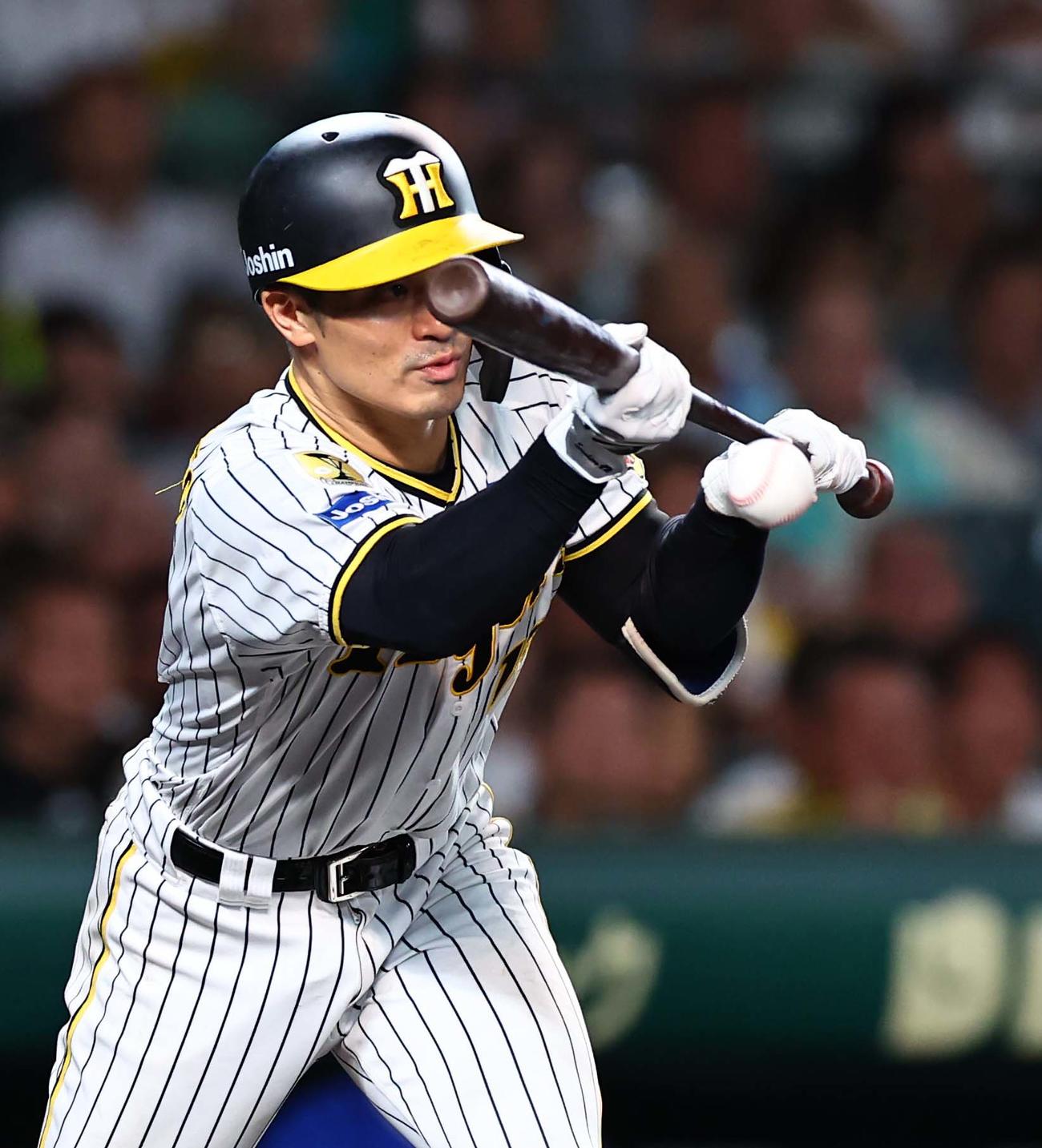 阪神対DeNA 6回裏阪神1死一、三塁、坂本はスクイズを決める（撮影・上田博志）