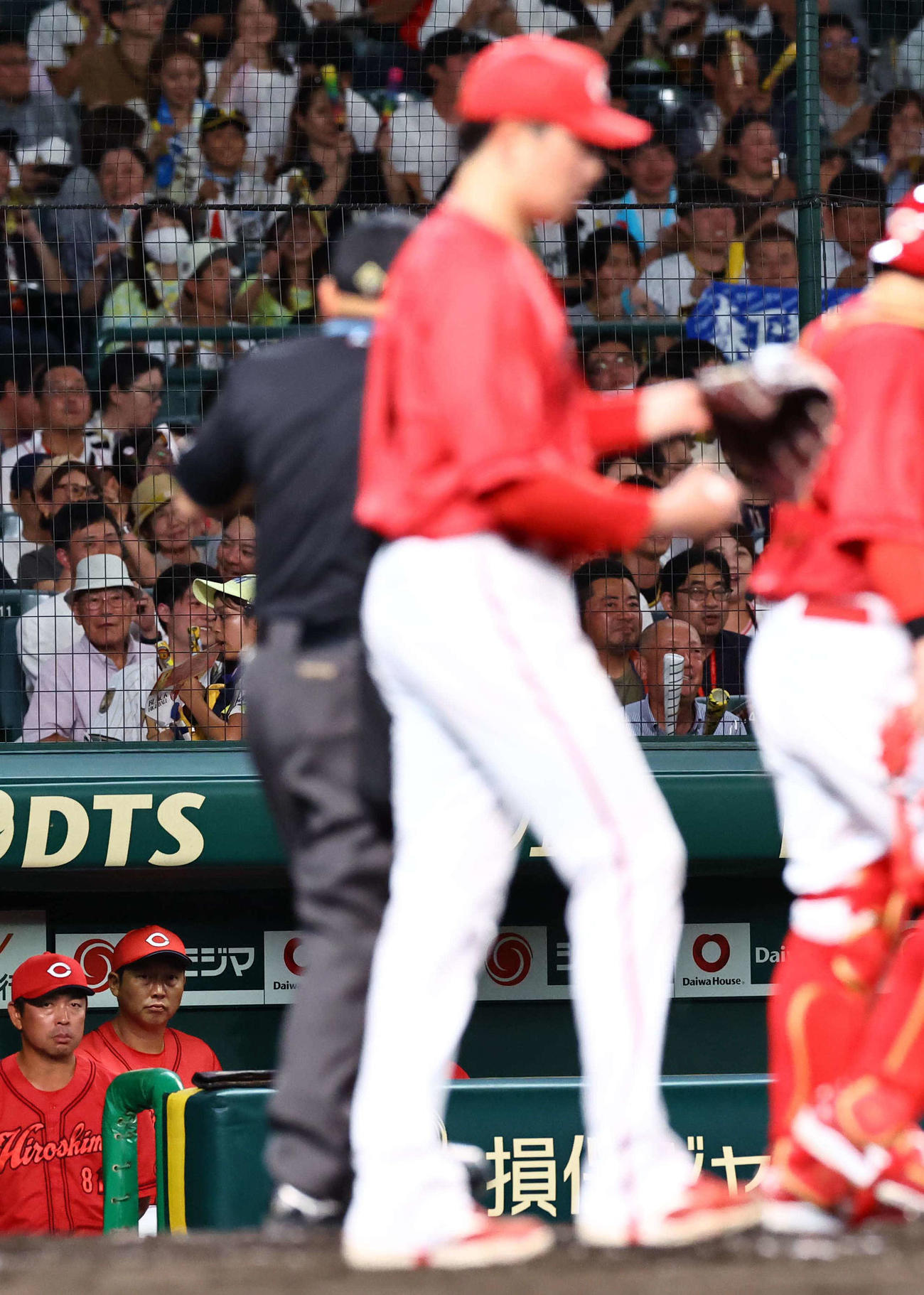 阪神対広島　4回、新井監督（左から2人目）は勝ち越しを許した大瀬良をベンチから見つめる（撮影・上田博志）
