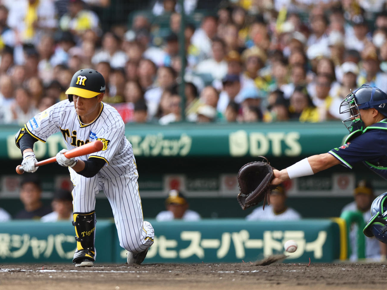 阪神対ヤクルト　5回裏阪神無死、大竹は送りバント失敗する（撮影・上山淳一）
