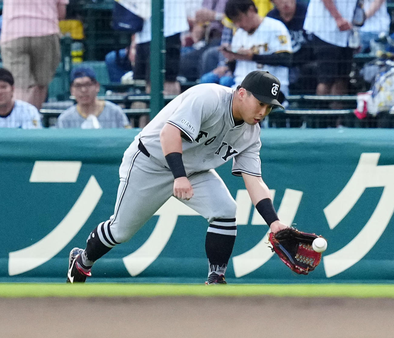 阪神対巨人　試合前、右翼の守備位置でノックを受ける巨人浅野（撮影・江口和貴）