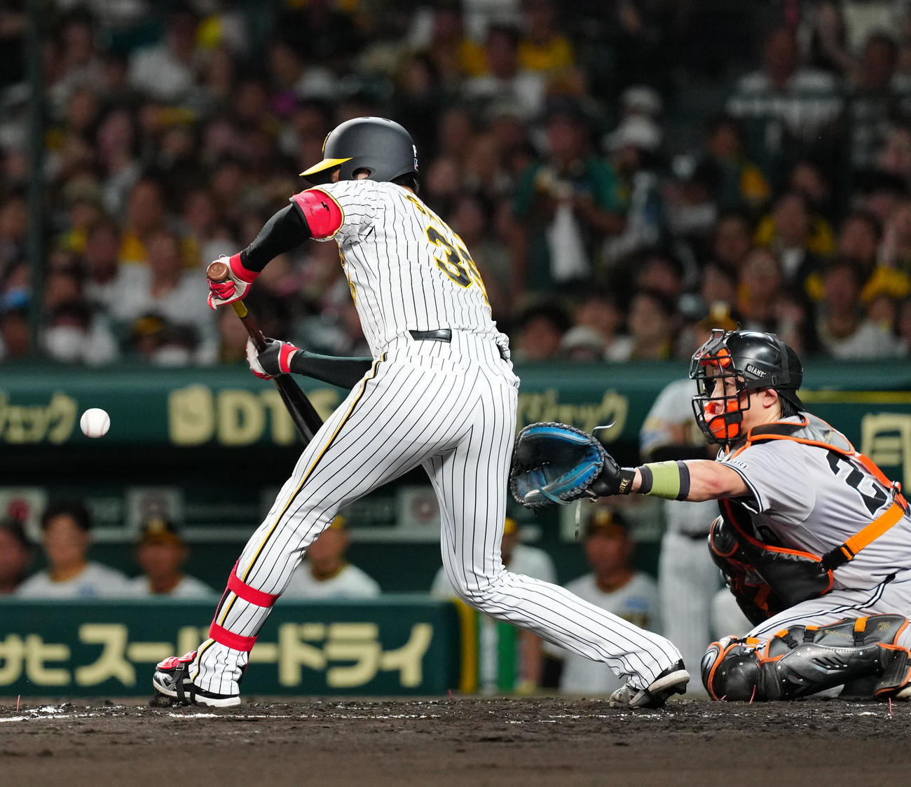 阪神対巨人　3回裏阪神1死一塁、送りバントを決める才木（撮影・江口和貴）