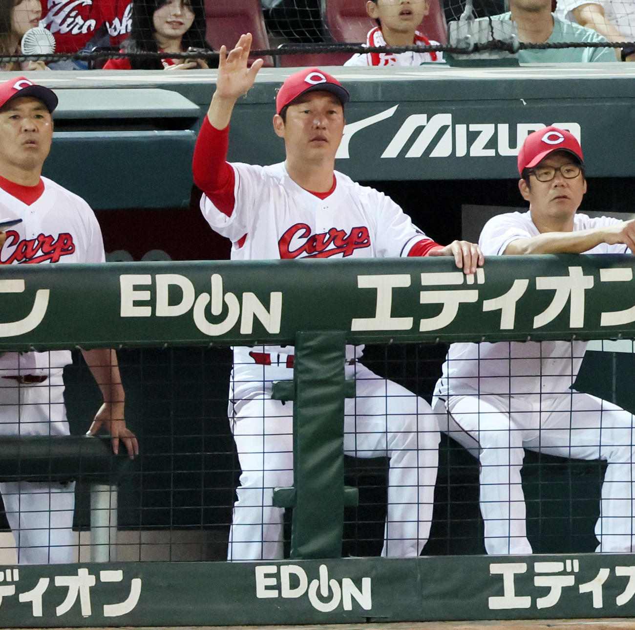 広島対巨人　1回表巨人2死一塁、新井監督は岡本和の二ゴロで一塁走者吉川が二塁セーフとなりベンチで手を挙げる（撮影・加藤哉）