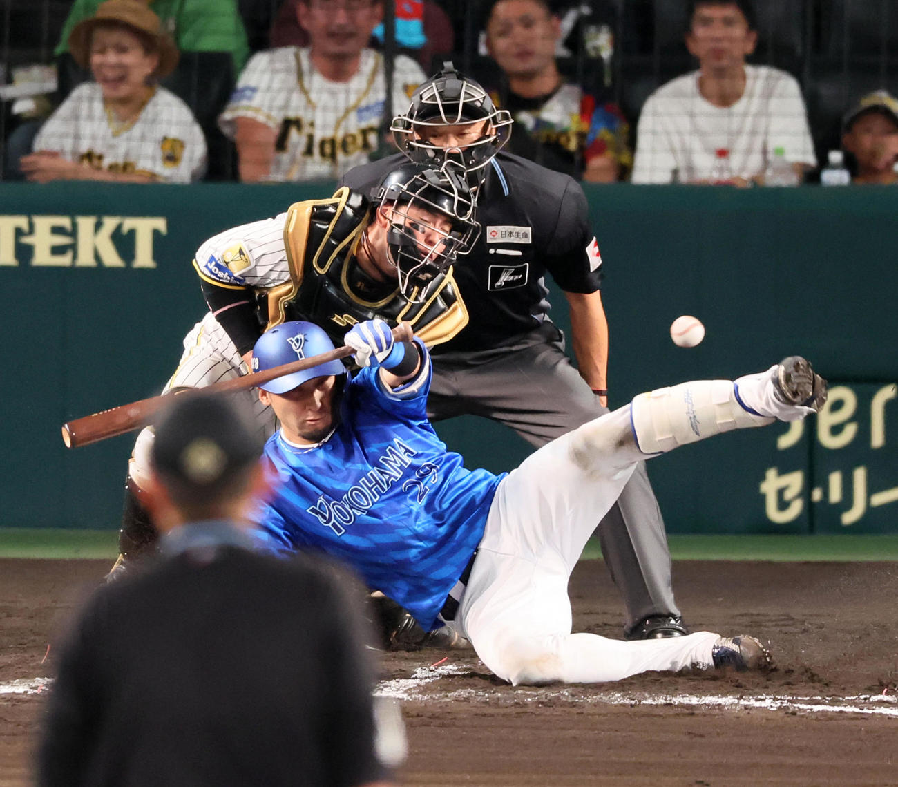 阪神対DeNA 6回表DeNA1死二、三塁、伊藤はスクイズを外されるもボールが後方へ転がる間に三塁走者牧のホームスチール成功で得点を挙げる（撮影・加藤哉）