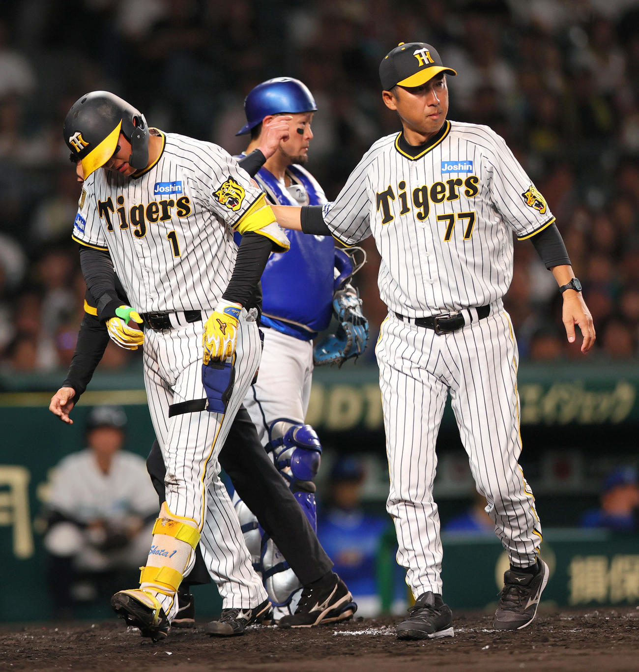 阪神対DeNA 4回裏阪神1死、森下（左）は死球を受けベンチへ手当に向かう。右は今岡打撃コーチ（撮影・上山淳一）