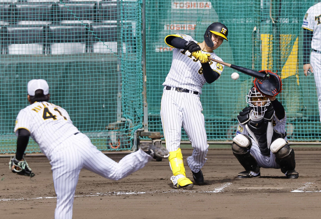 シート打撃で村上から安打を放つ佐藤輝（撮影・藤尾明華）