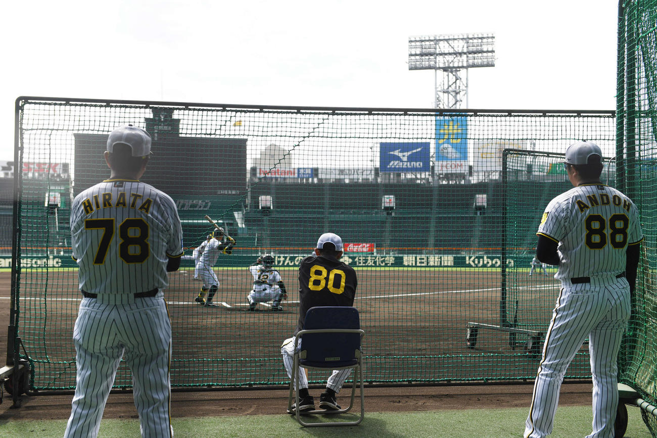 シート打撃を見る阪神岡田監督（撮影・前岡正明）