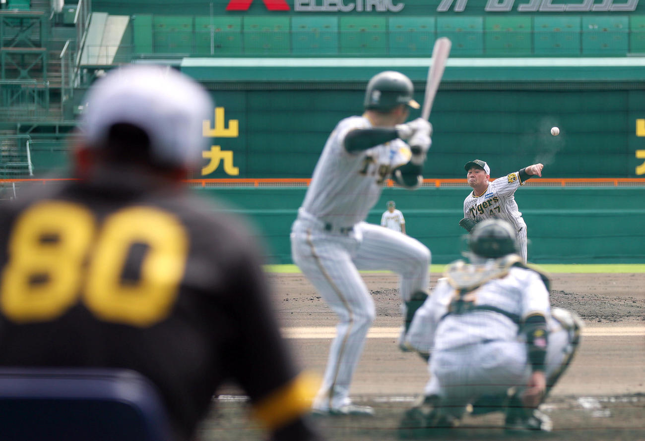 阪神岡田監督（手前）が見つめる中、シート打撃に登板する桐敷（撮影・上山淳一）