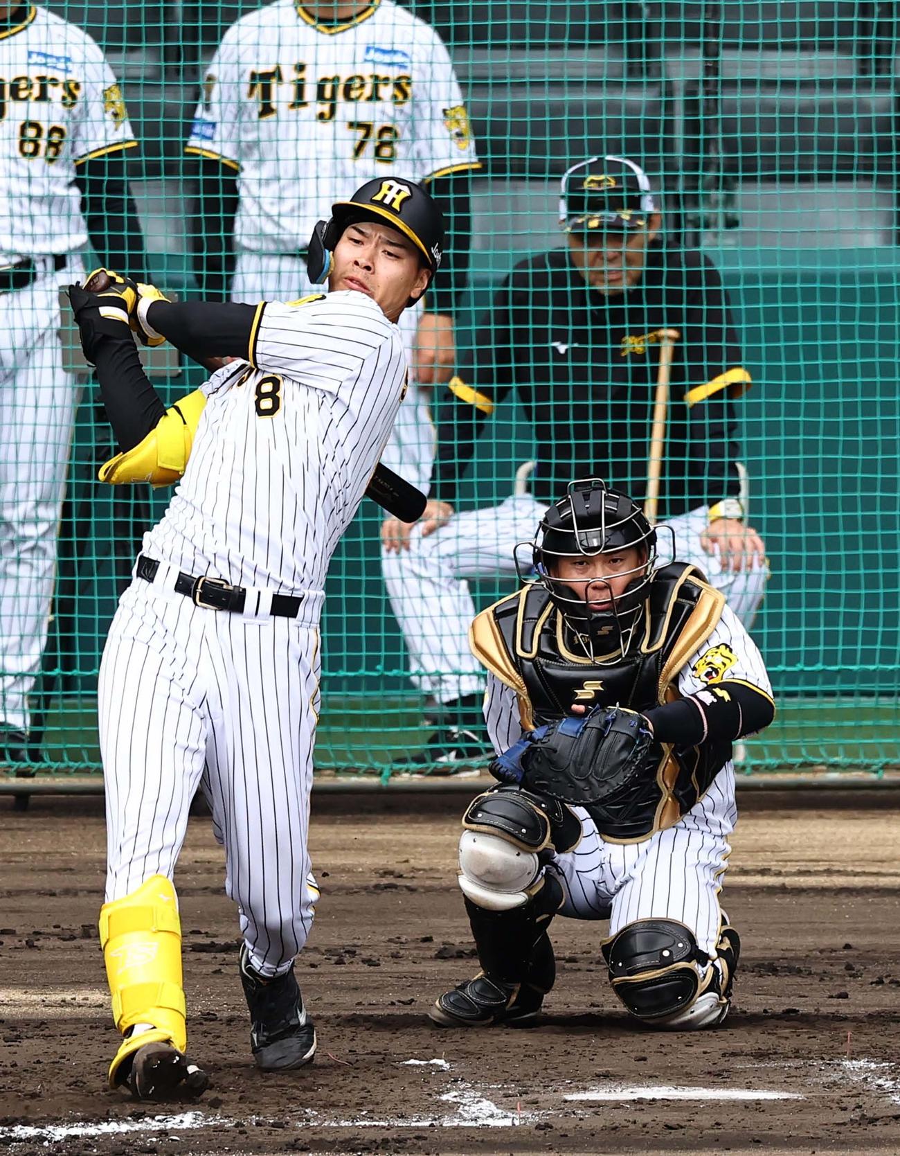 シート打撃で石井から右前打を放つ佐藤輝。右は岡田監督（撮影・上田博志）
