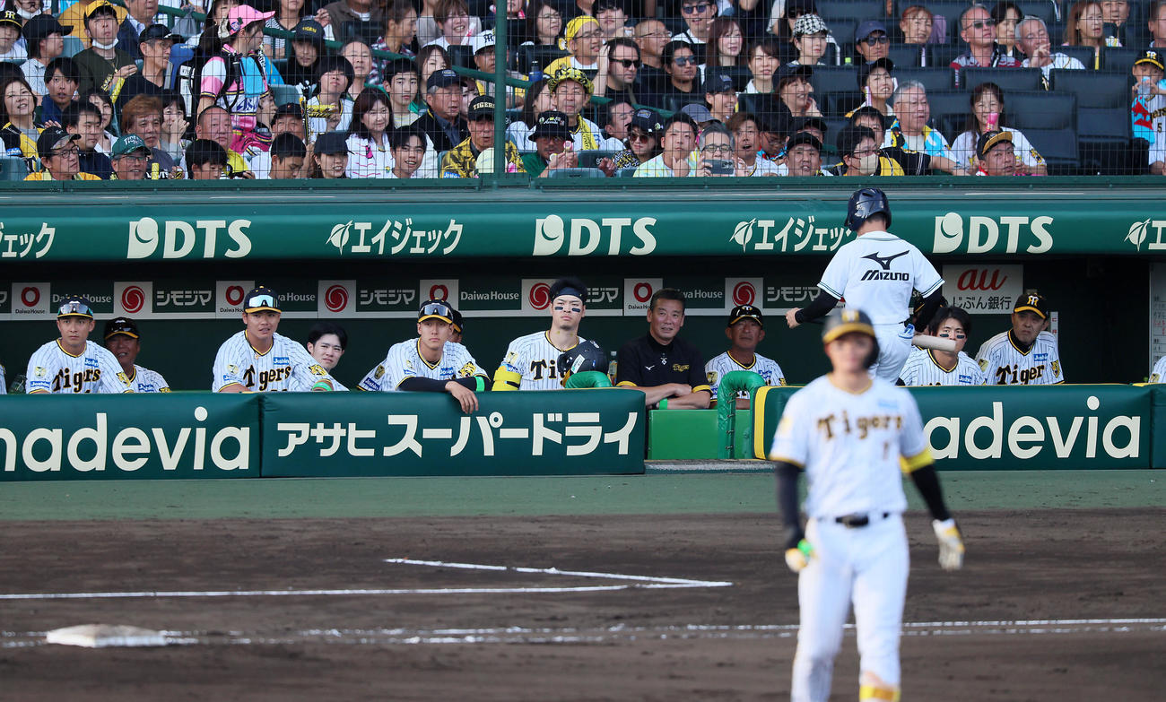 阪神対DeNA 6回裏阪神1死、左飛を打ち上げた森下の打球を見つめるベンチのナイン。右端は岡田監督（撮影・加藤哉）