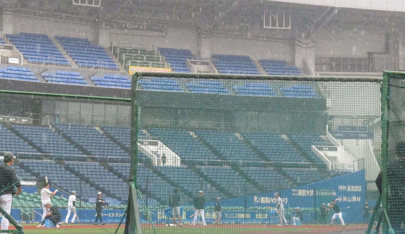 雨の中バッティング練習をおこなう野手陣（撮影・星夏穂）