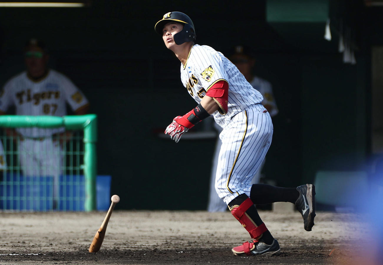 フェニックスリーグ　阪神対DeNA 6回裏阪神無死、左越え本塁打を放つ野口（撮影・前田充）