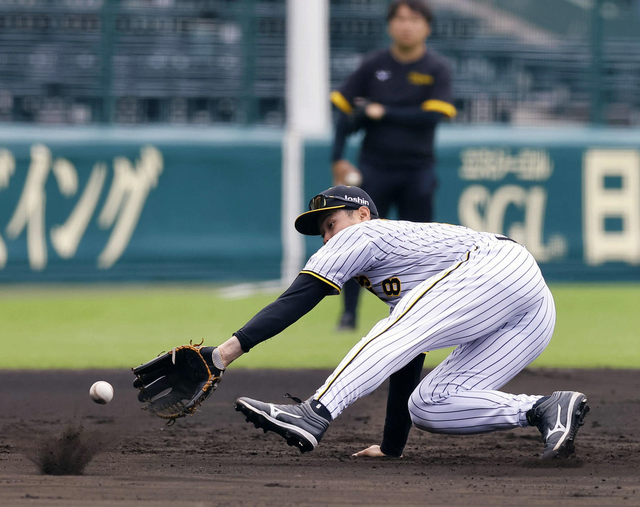 シートノックで軽快な動きを見せる阪神佐藤輝（撮影・藤尾明華）