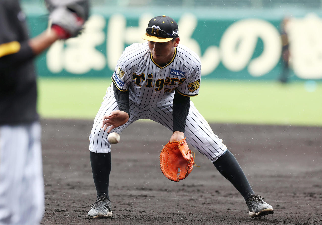 一塁でノックを受ける阪神井上（撮影・前田充）