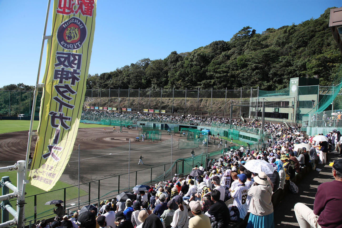 秋季キャンプ3日目、満員の阪神安芸秋季キャンプ（撮影・加藤哉）